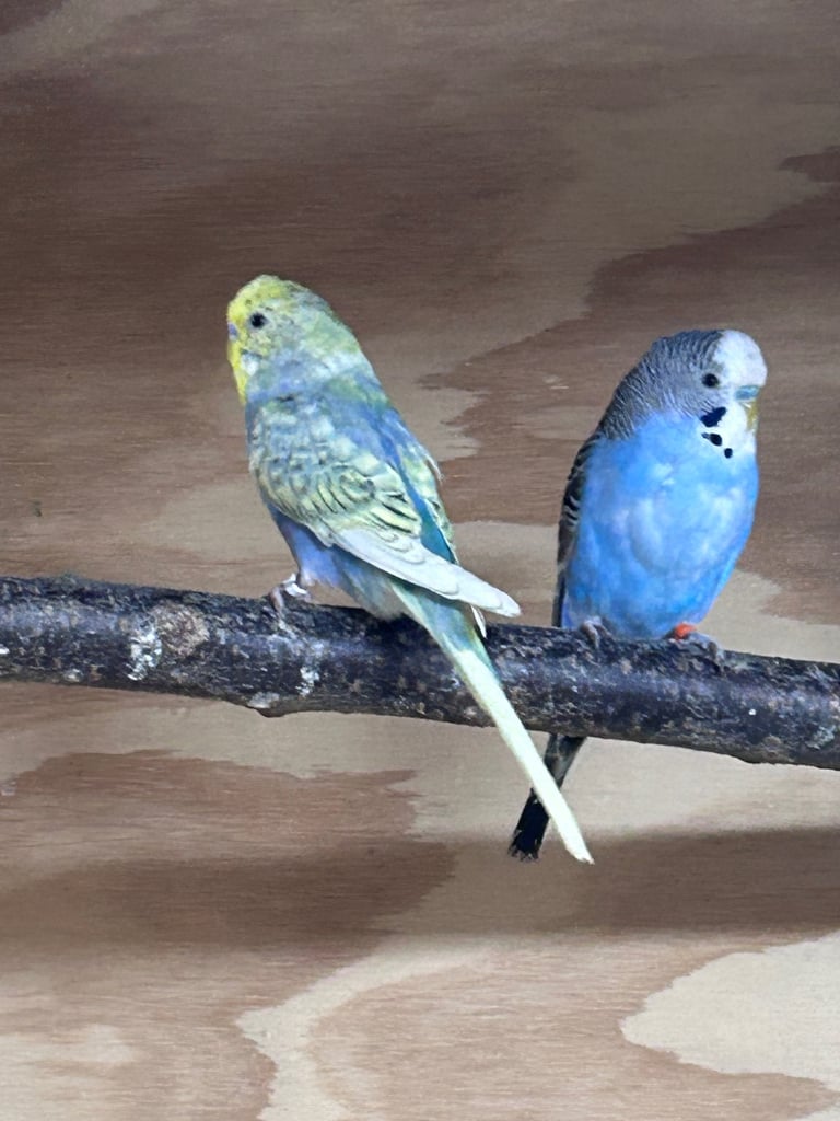 Beautiful baby budgies
