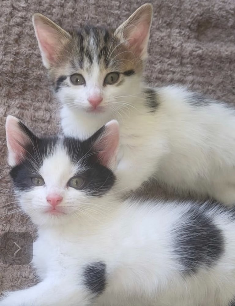 AMAZING KITTENS FOR SALE
