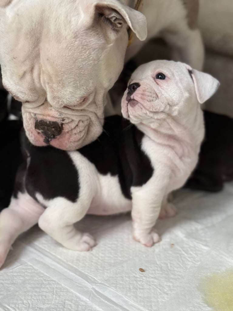 7 Adorable Olde English Bulldog/ French / Pug Bulldog puppies for sale ❤️