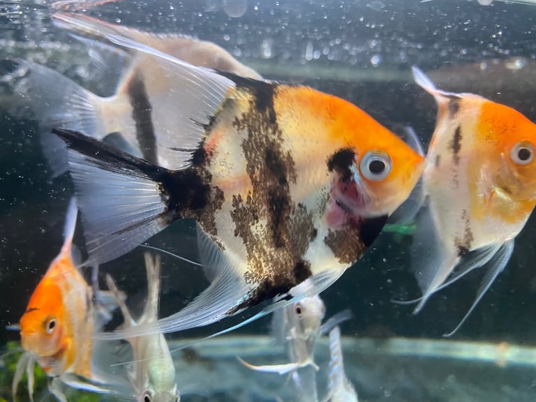 Angel fish