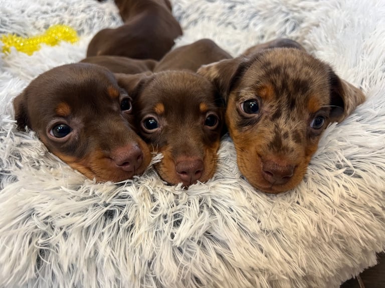 image for Miniature Dachshund Puppies