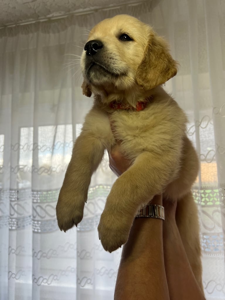 🐾 Golden Retriever Puppies Looking for Their Forever Homes 🐾