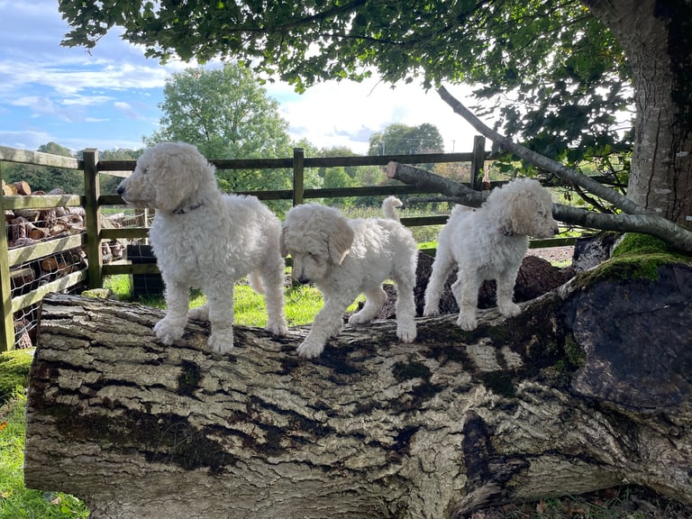 Standard poodle - update - last girl and 3 boys 