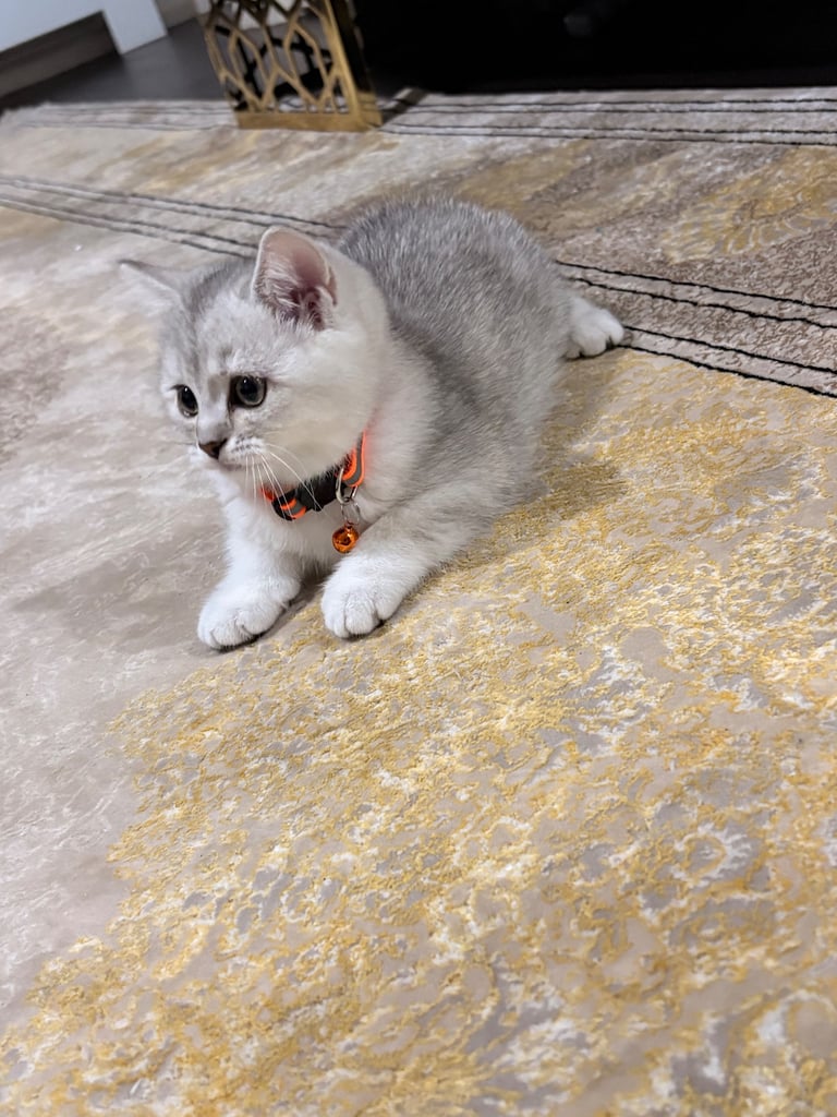 Kitten 