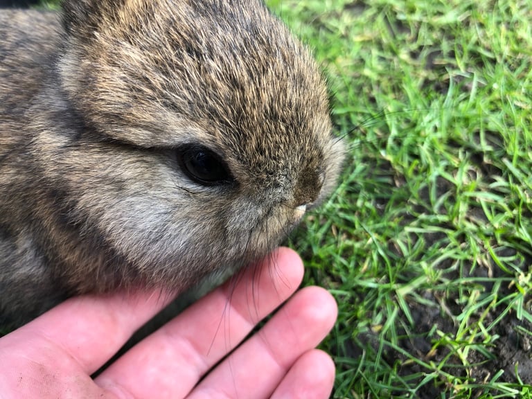 1 netherland dwarf rabbits