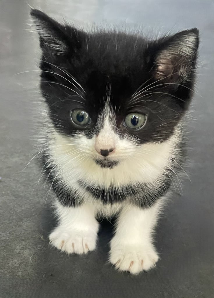 4 Sweet tempered kittens looking for loving homes