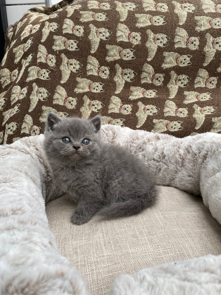 British Shorthair Kittens 