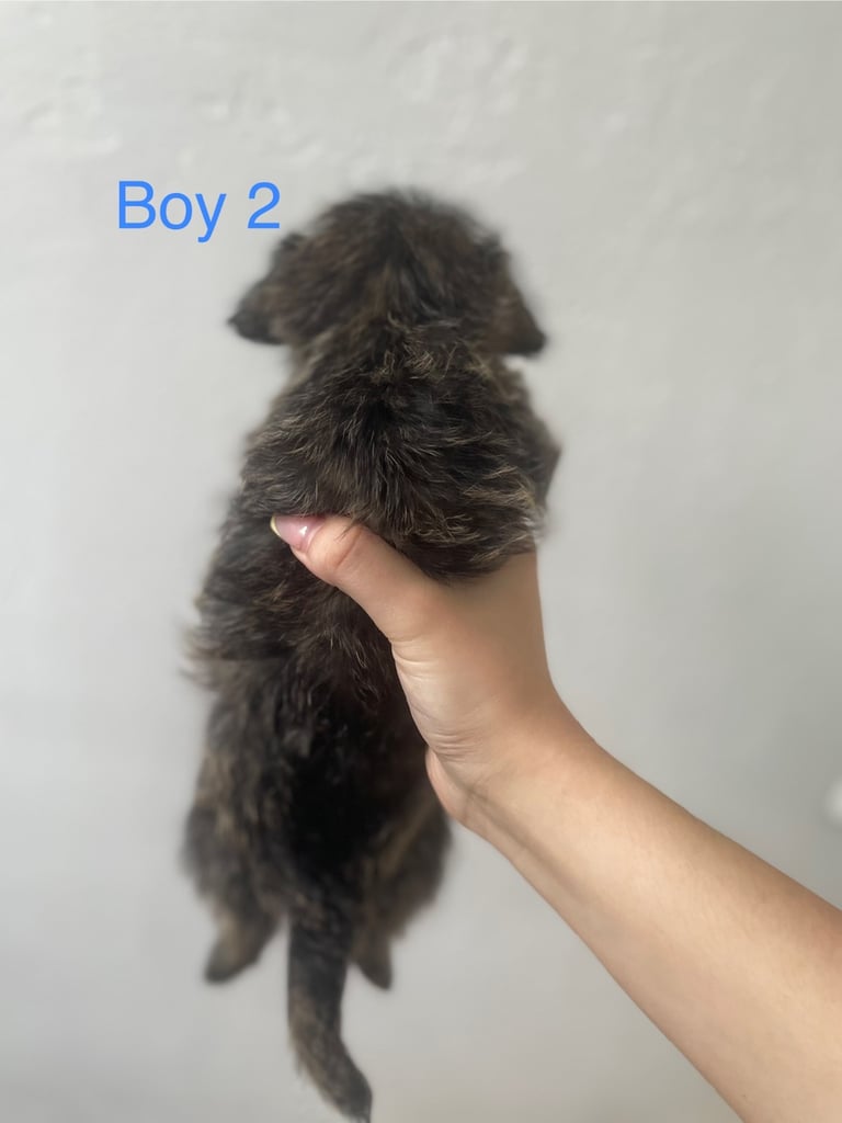 Beautiful Jack-Tzu puppies in Derby