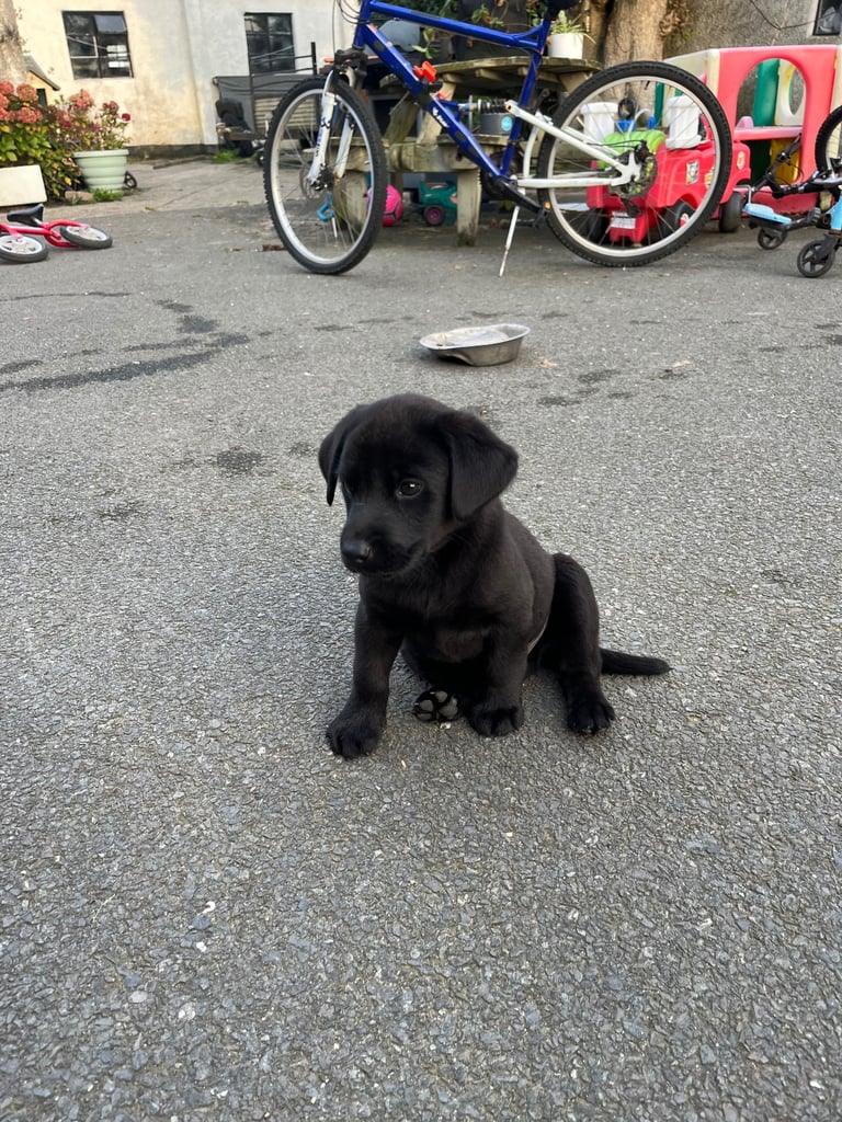 black labrador puppy