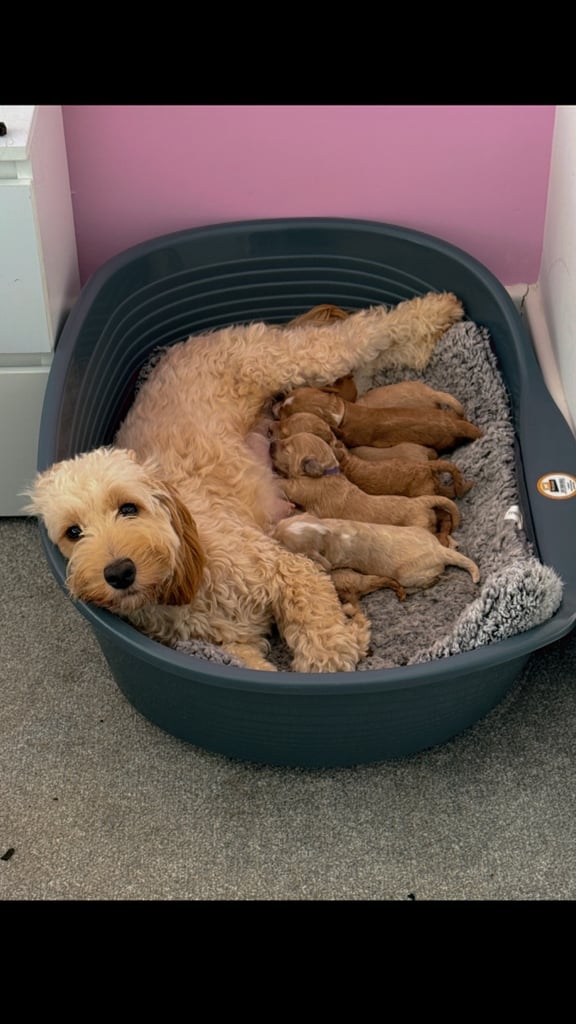 Toy Maltipoo X Miniature Labradoodle Puppies