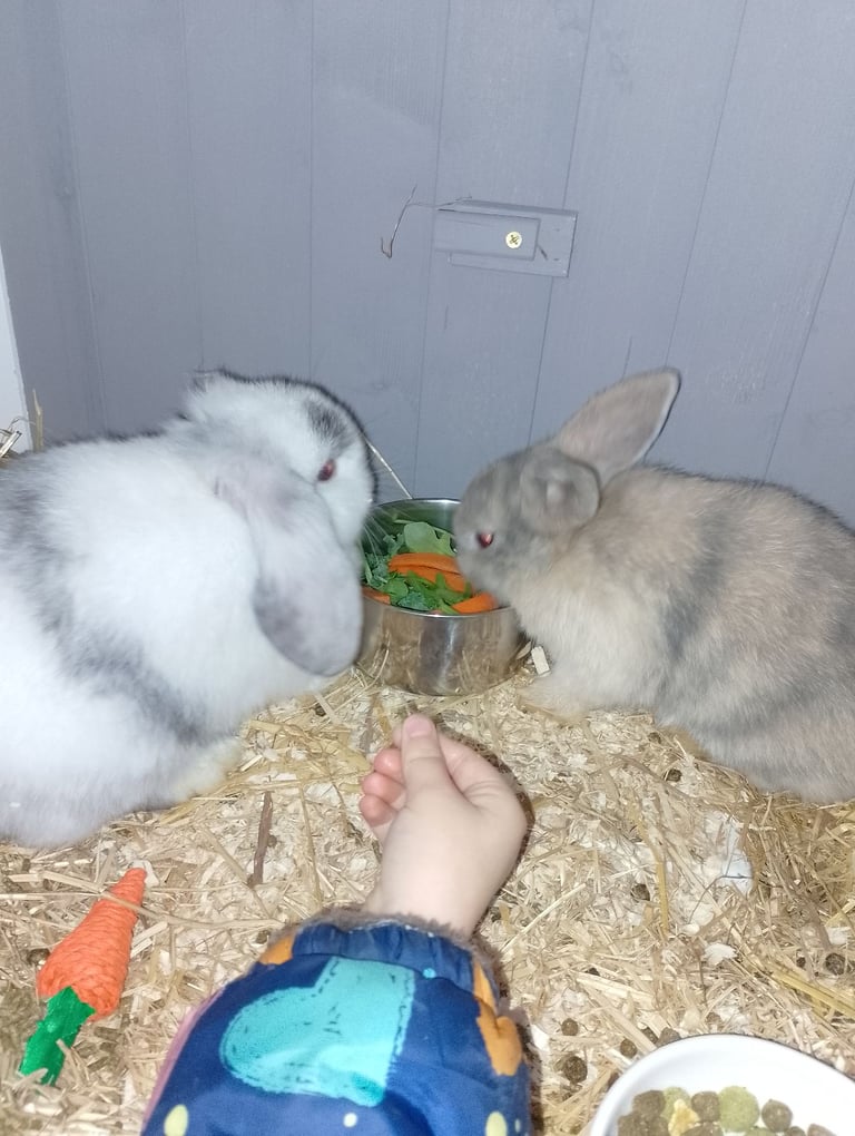 Two female mini lops