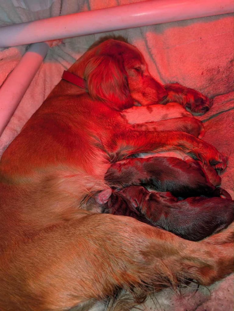 Stunning litter of Cocker Spaniel Puppies