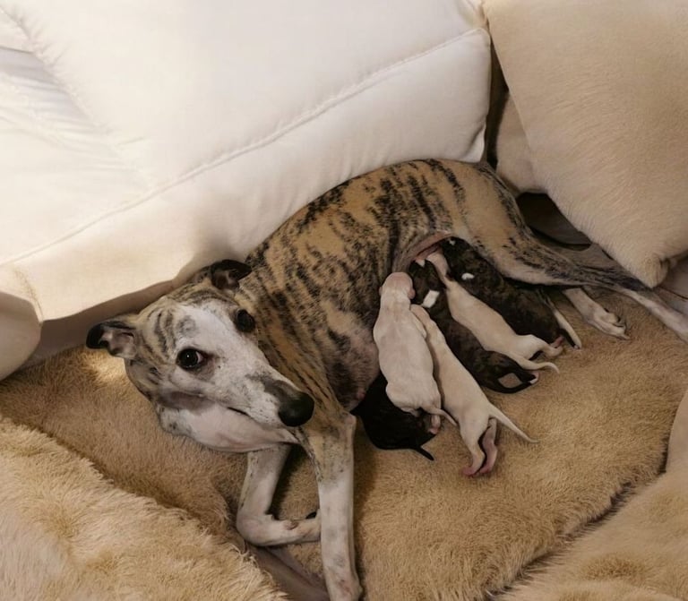 Full Pedigree Whippet Puppies