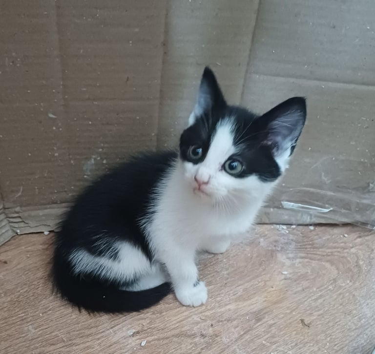 X1 Boy Kitten