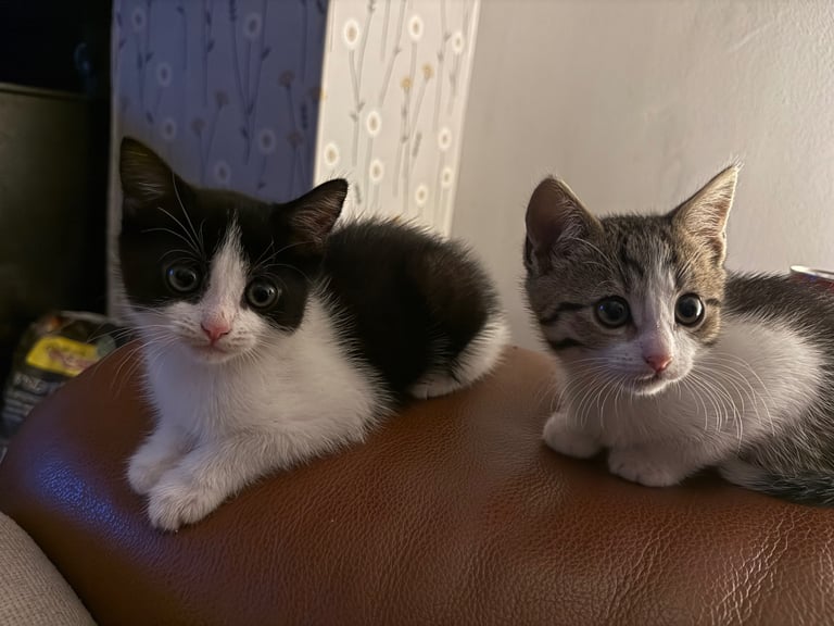Two male kittens 