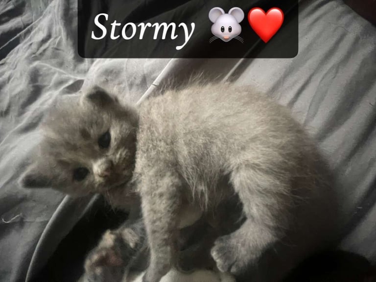 image for 3 kittens for sale - 1 female 2 male 
