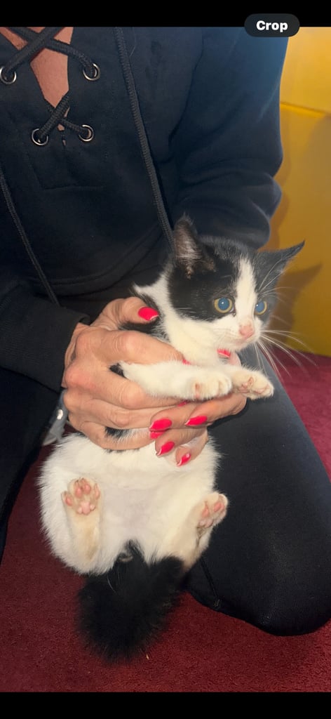 baby kittens for sale 