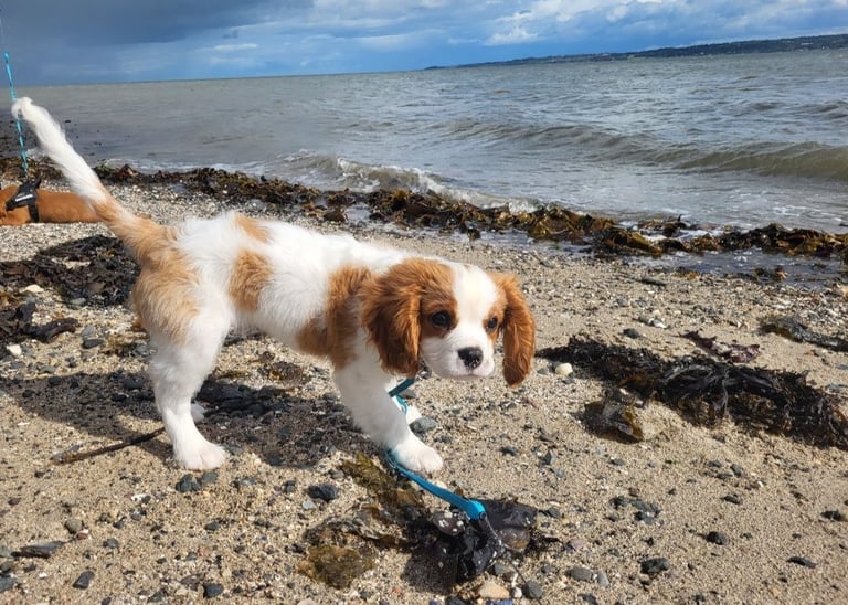 image for Dog for sale
