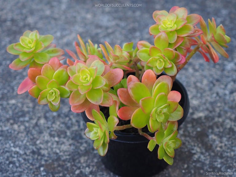 image for Sedum Evergreen Ground cover 🌿