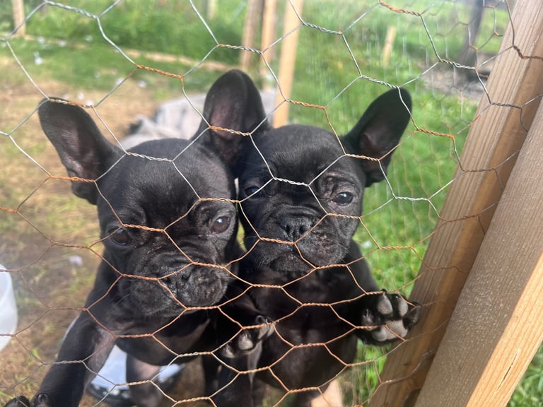 2 black french buldogs