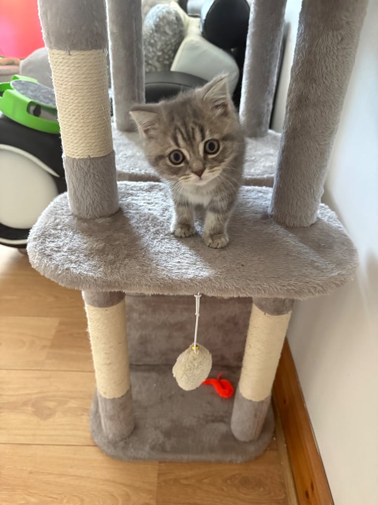 Beautiful British Shorthair Kitten 
