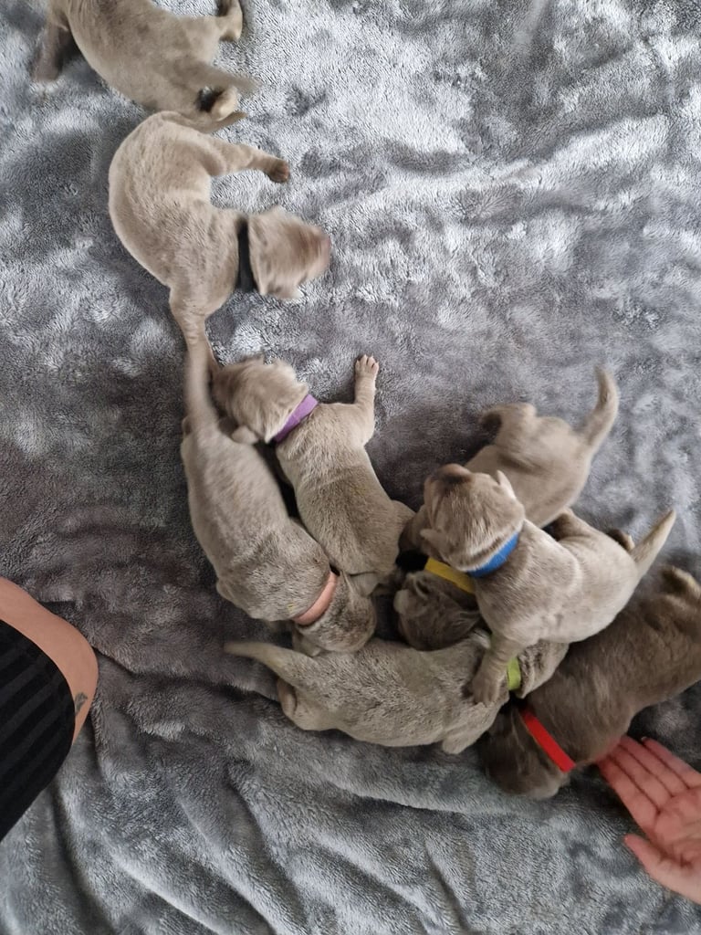 Silver labrador's KC