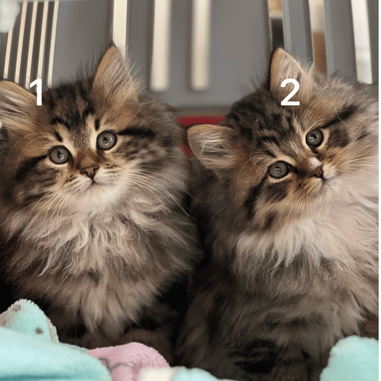 2 SIBERIAN KITTENS