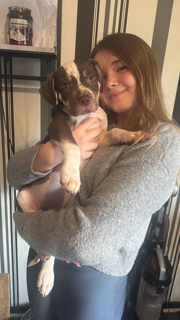 Beautiful American bulldogs 