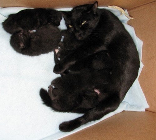 Three Adorable Longhair Kittens 