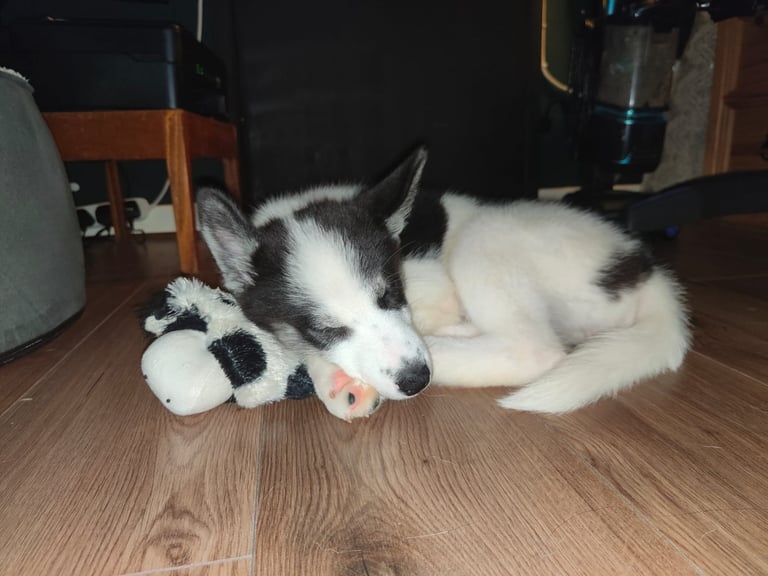 Samusky puppy female