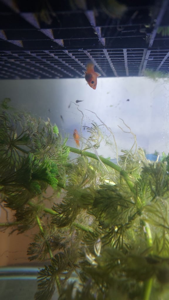  mix of tropical fish 60+
