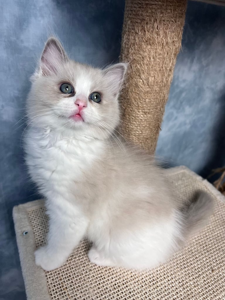 Super Rare green-eyed light mink ragdoll girl Ready now