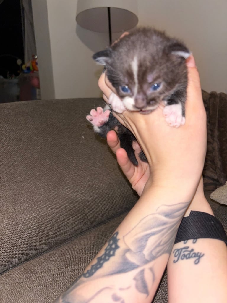 Black and white male kitten