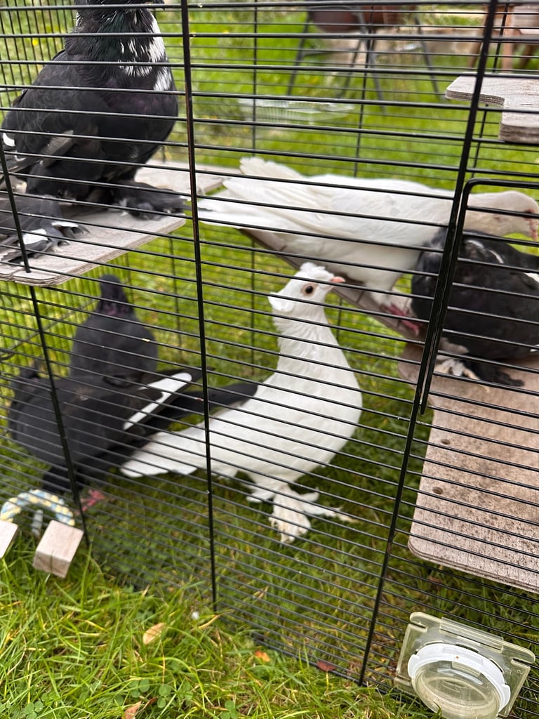 Beautiful Pigeons 