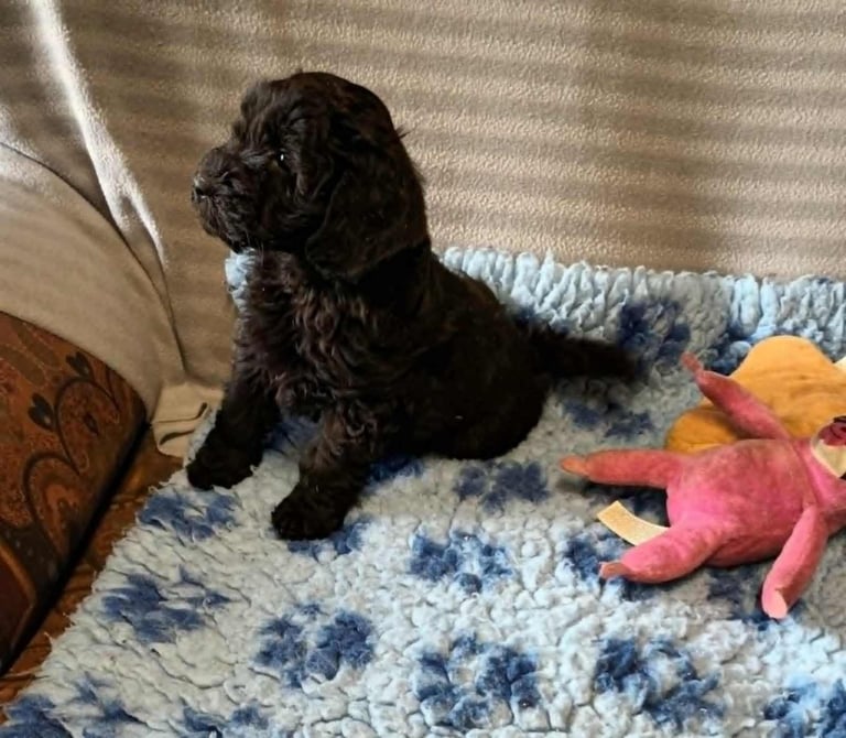 READY NOW. F1B TOY SPROODLE.