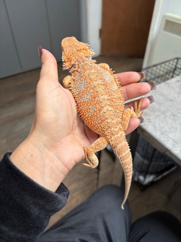 Young Bearded Dragon with Full Set Up New