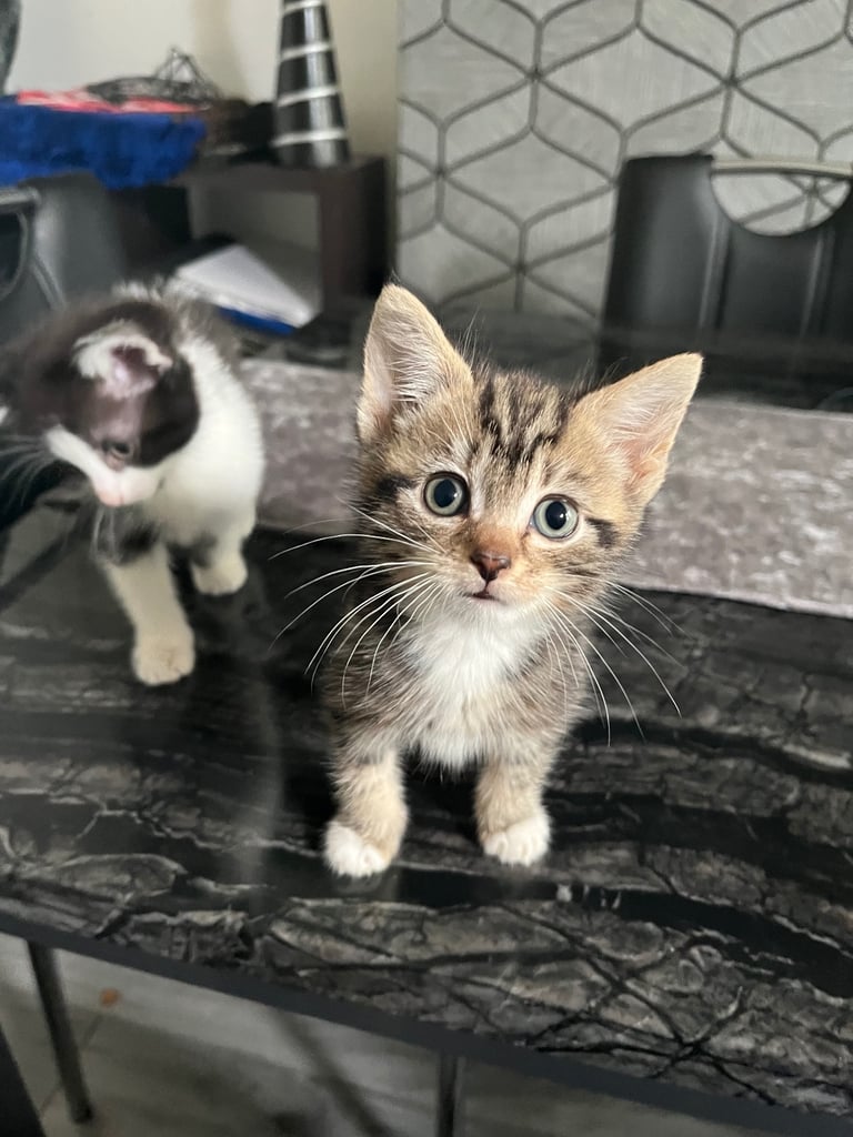 Kittens for sale male and female £50 each