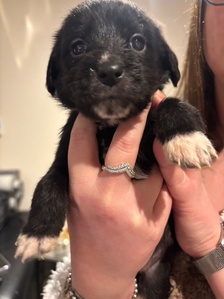 Lab/cockapoo puppies for sale
