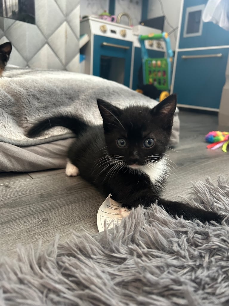 8 week old girl and boy kitten 🐈‍⬛ 