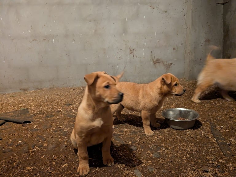 Chowchow X staffy 