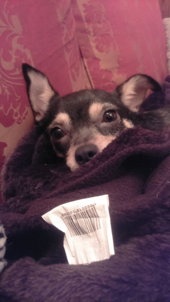 Chohuahua jack russel female 