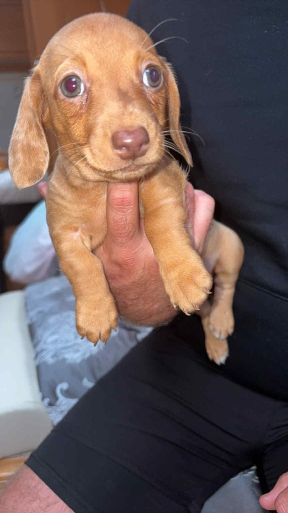 Mini dachshund