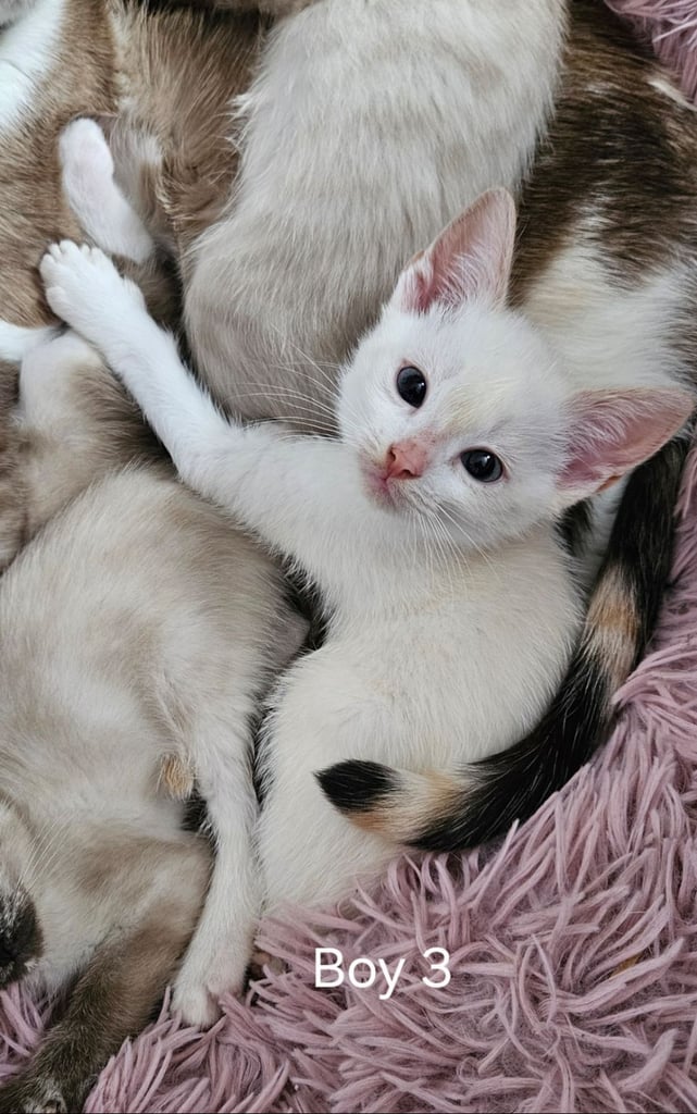 Stunning blue eyed, part pedigree kittens