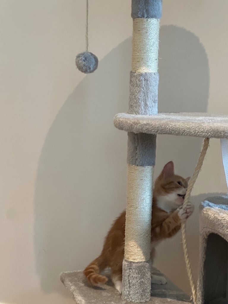 Ginger kittens available