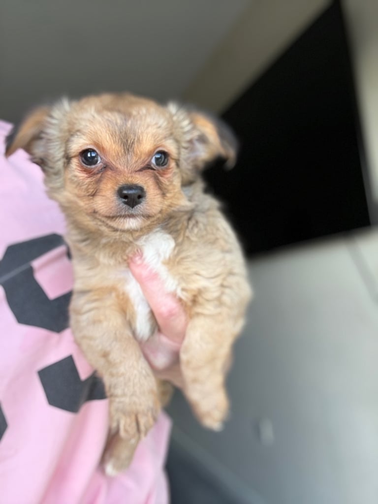Gorgeous fluffy chihuahua puppy for sale male 