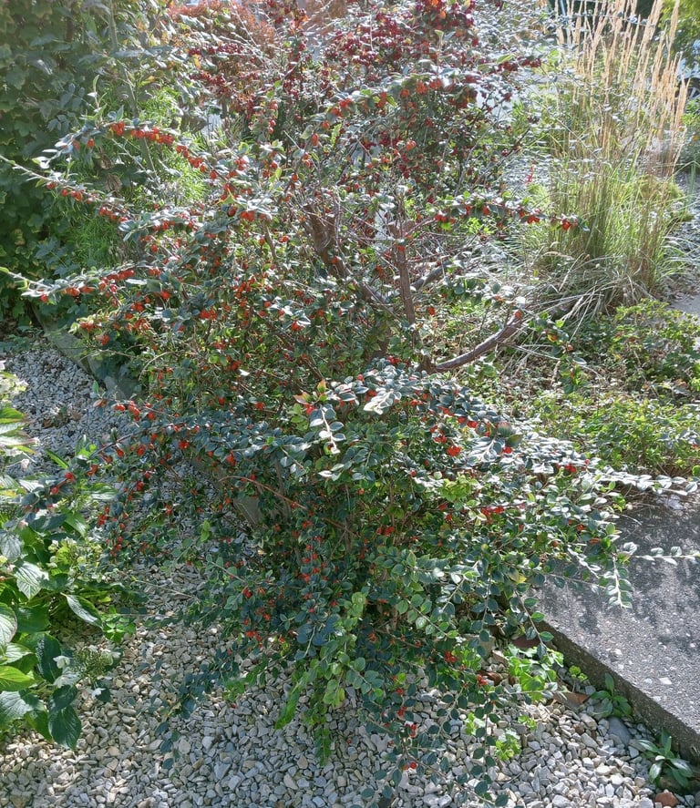 A Selection Of Bushes & Small Trees