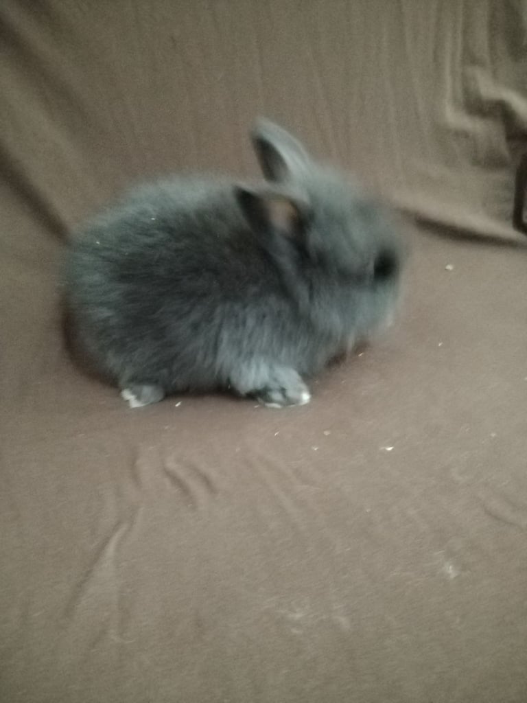 Double line had baby rabbit 