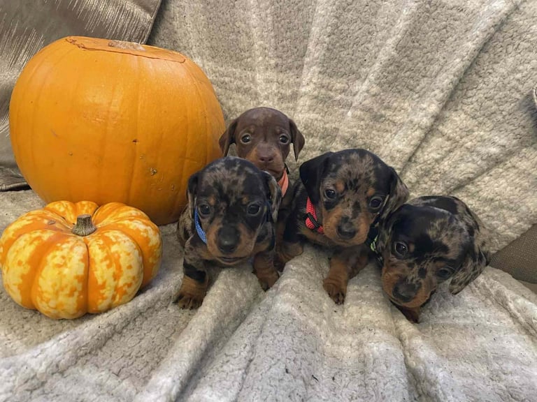 Beautiful Miniature Dachshunds 