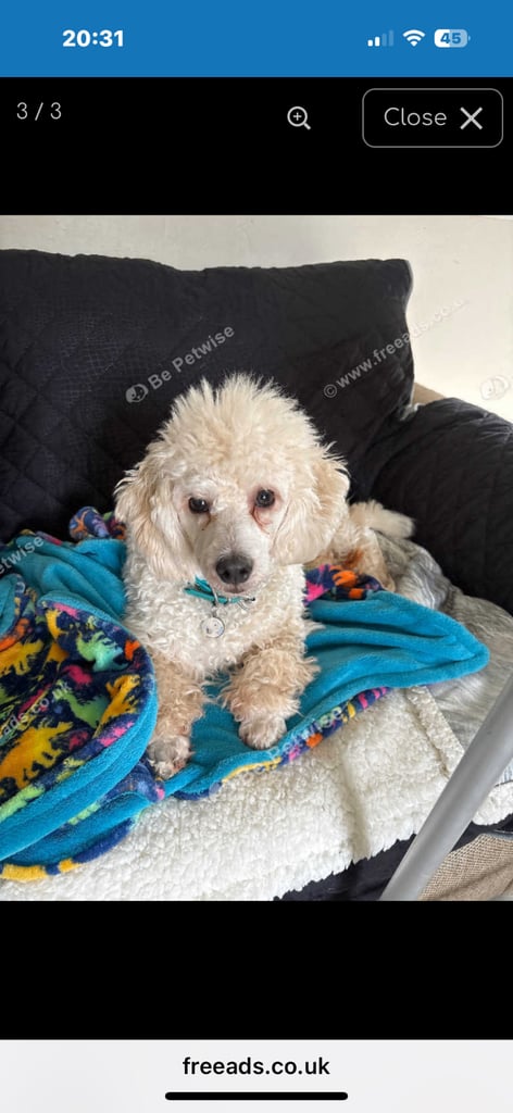 Male poodle  puppy for sale 