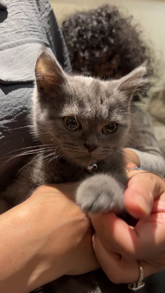 British Short Hair Beautiful grey kitten 